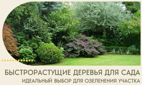 Быстрорастущие деревья для сада идеальный выбор в Юбилейном