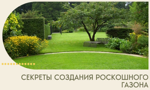Секреты создания роскошного газона в Юбилейном